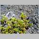 vaccinium reticulatum-x.jpg